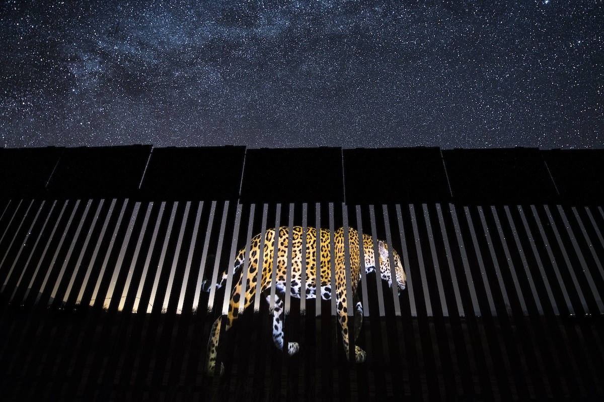 Jaguar proyectado sobre el muro fronterizo entre México y Estados Unidos