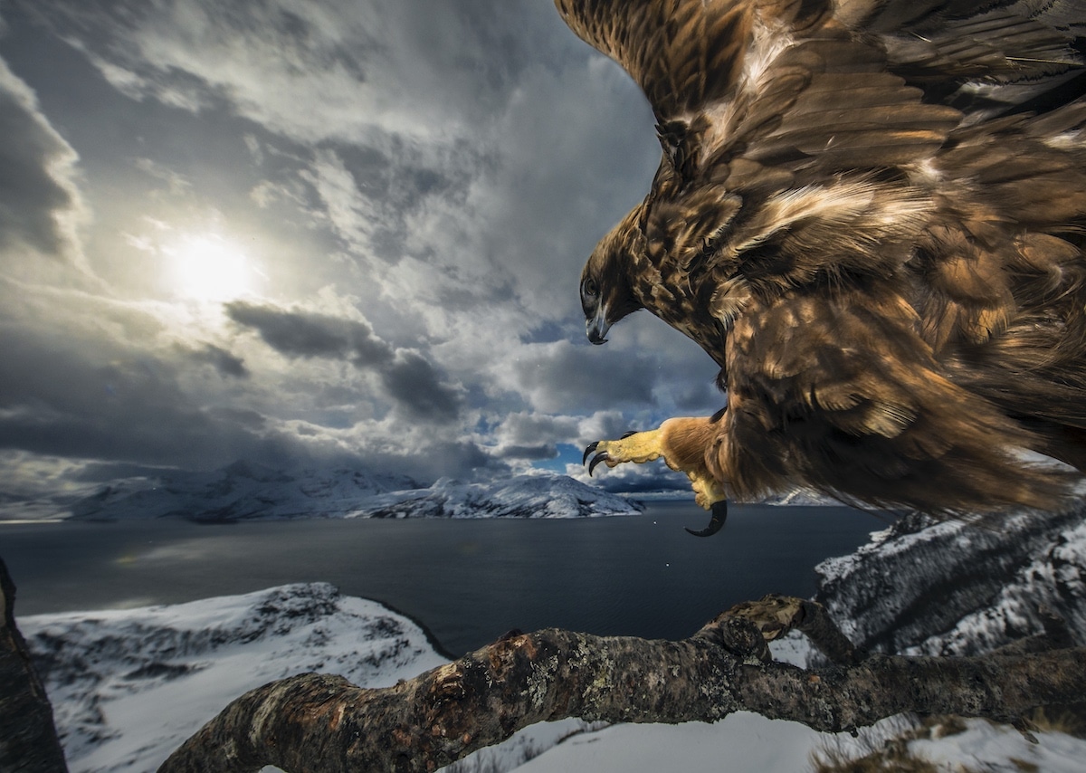 Close Up Portrait of Golden Eagle Flying High in the Sky