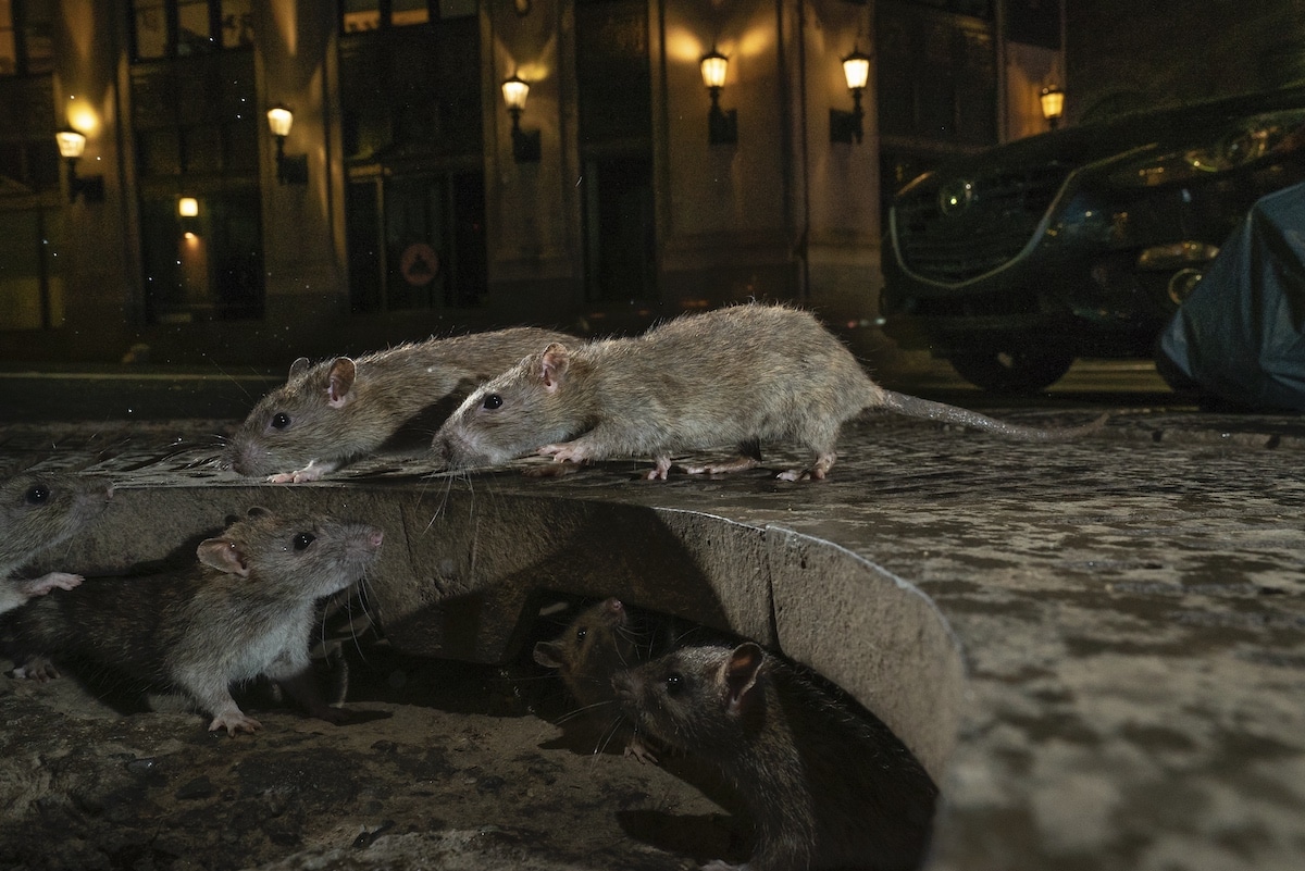 Rats on a Sidewalk in New York City
