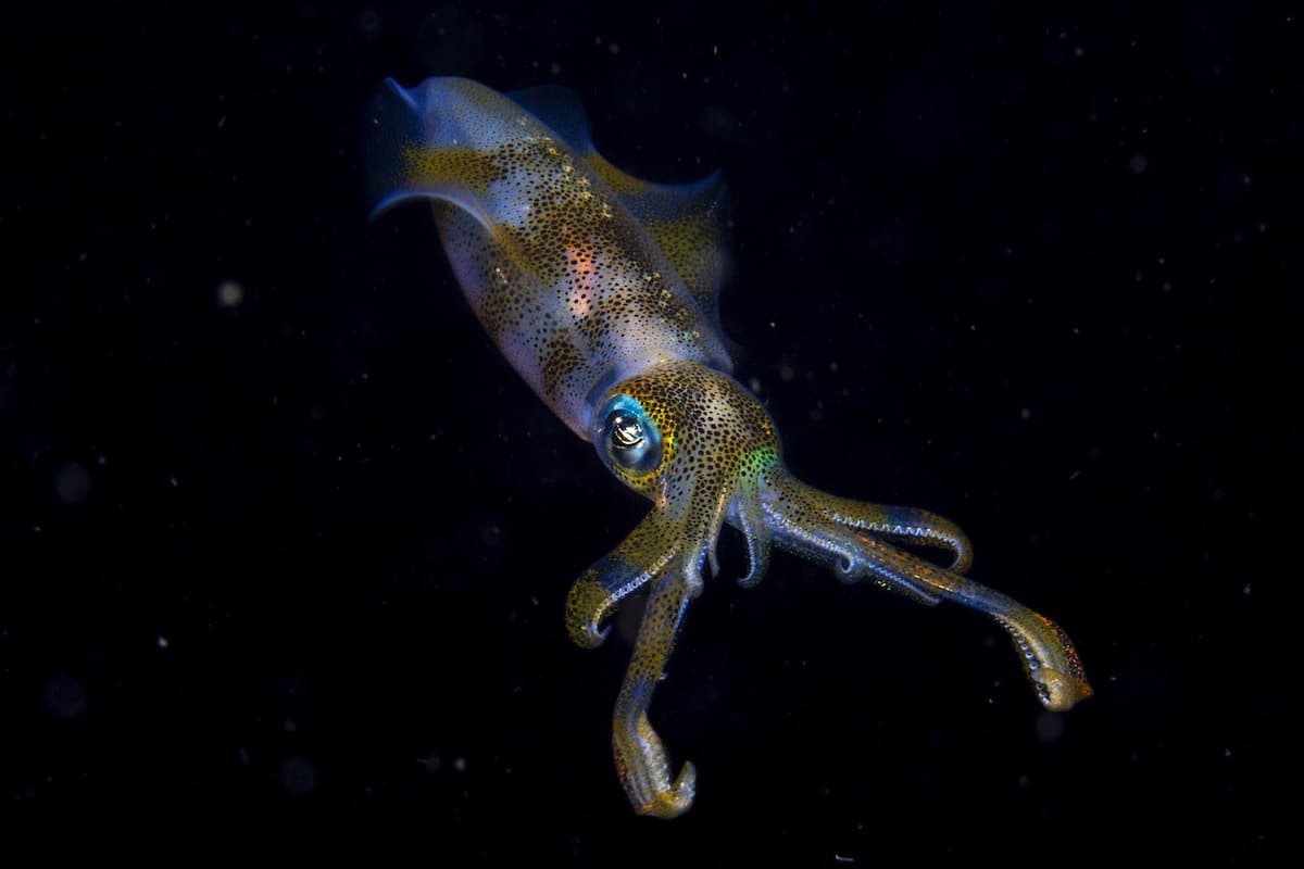 Bigfin reef squid in Indonesia