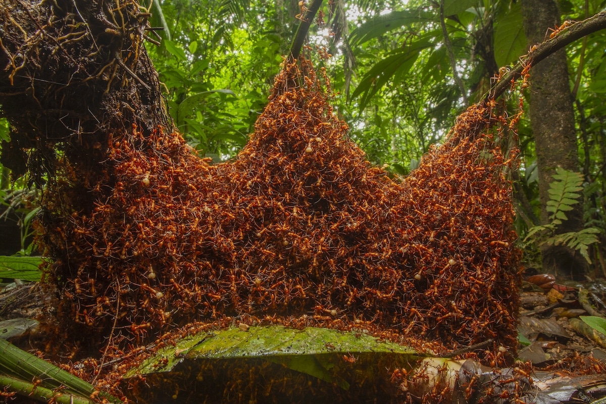 Hormigas guerreras construyendo un hormiguero