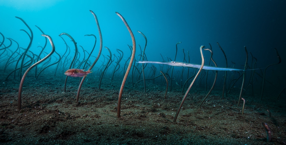 Colony of Garden Eels Underwater