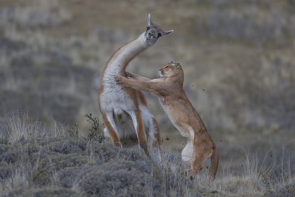 Puma hembra cazando un guanaco en la Patagonia