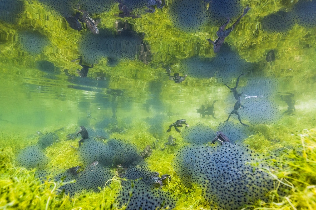 Ranas reproduciéndose bajo el agua en Tirol, Italia