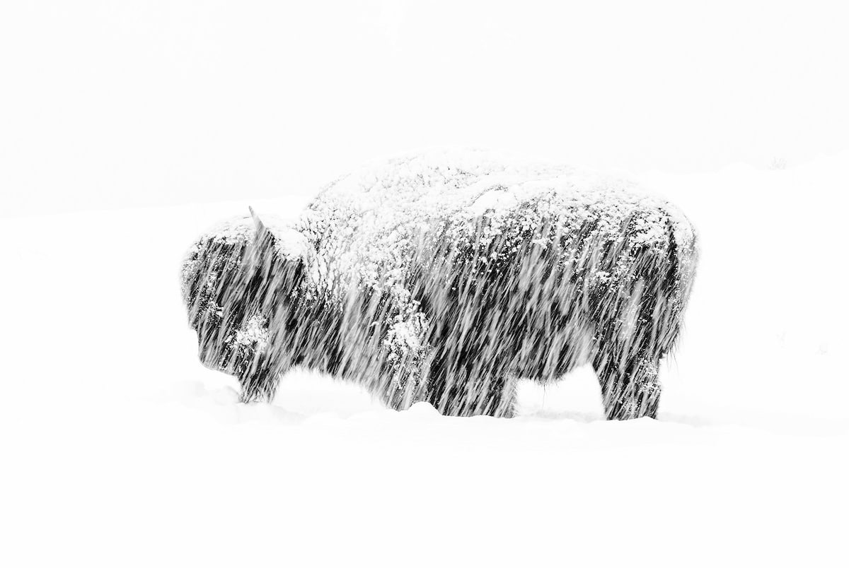 Bisonte americano en la nieve de Yellowstone