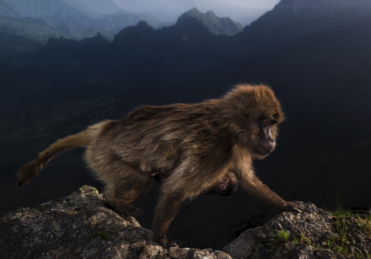 Female Gelada in the Simien Mountains National Park in Ethiopia