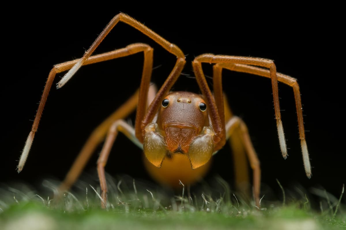 Araña cangrejo imitando a una hormiga