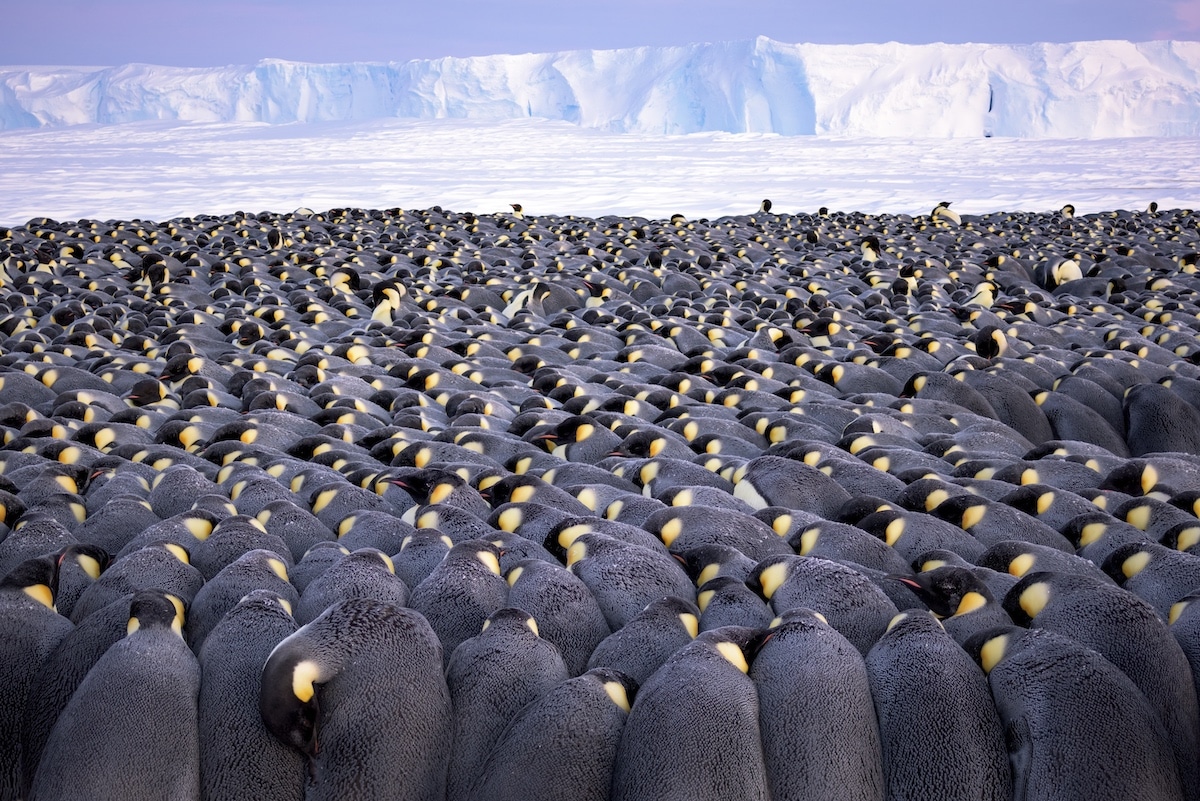 Gran grupo de pingüinos emperador en la Antártida