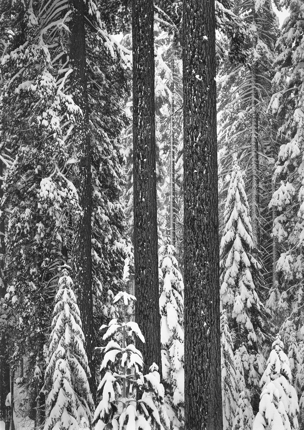 Forest in Snow by Ansel Adams