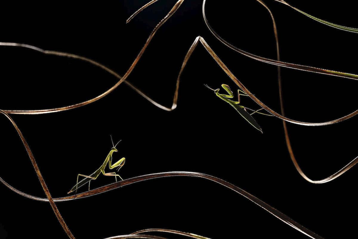 Fotografía de vida silvestre en los Sony World Photography Awards