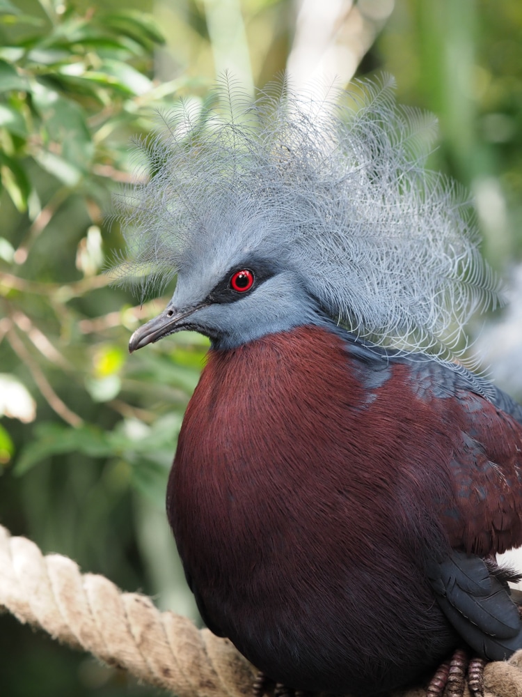 Western crowned pigeon