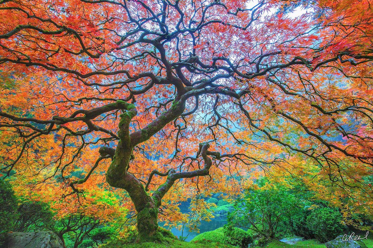 Nature Photograph by Aaron Reed