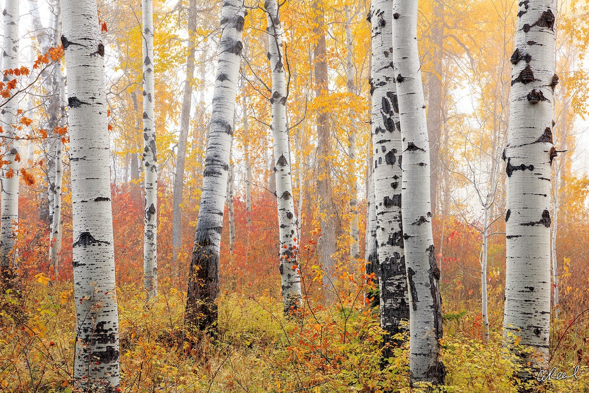 Fotografía de bosque de Aaron Reed