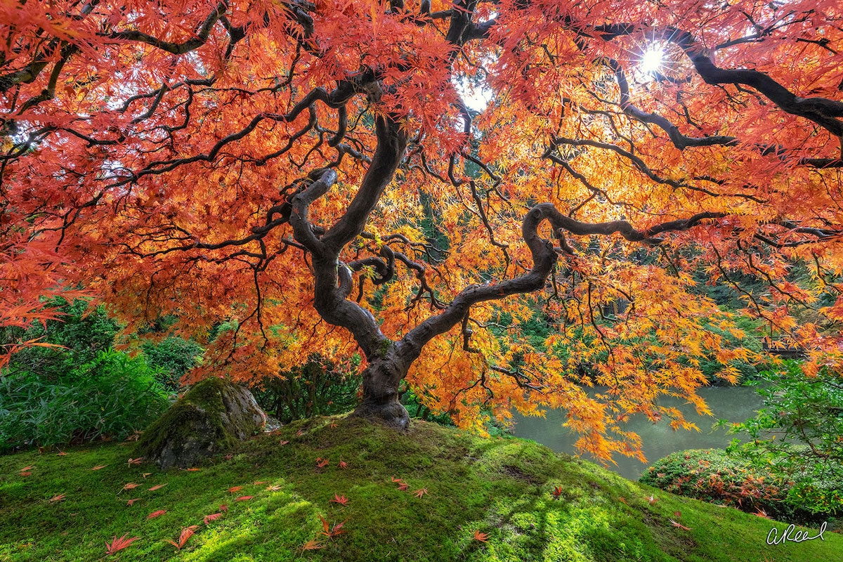 Nature Photograph by Aaron Reed