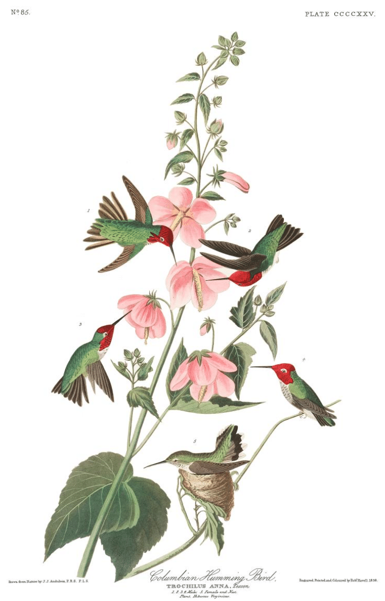 Columbian Hummingbird Audubon Print