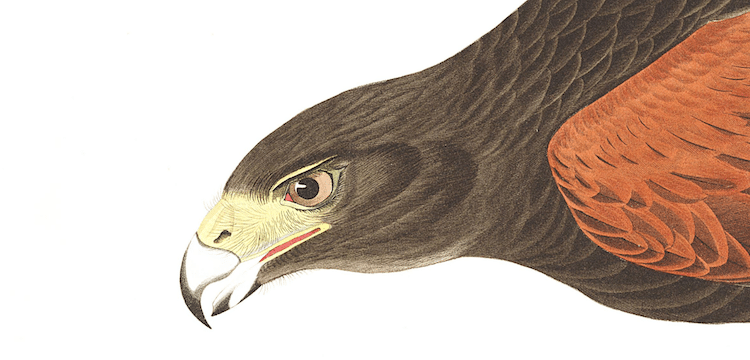Louisiana Hawk Audubon Print