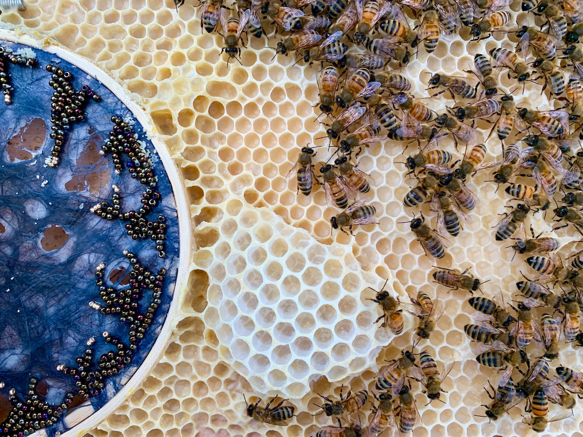 colaboración entre artista y abejas