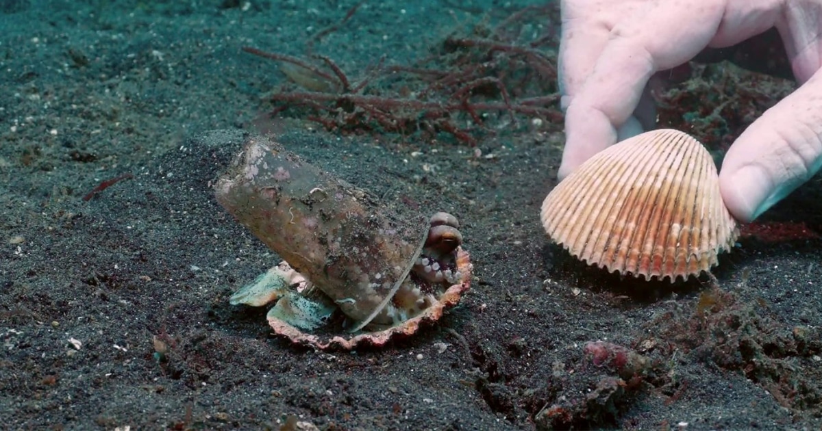 Divers Help an Octopus Trade a Plastic Cup for a Protective Shell