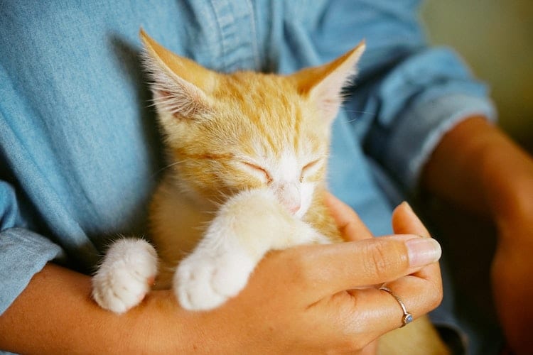 Do Cats Love Humans It Turns Out That Yes They Do