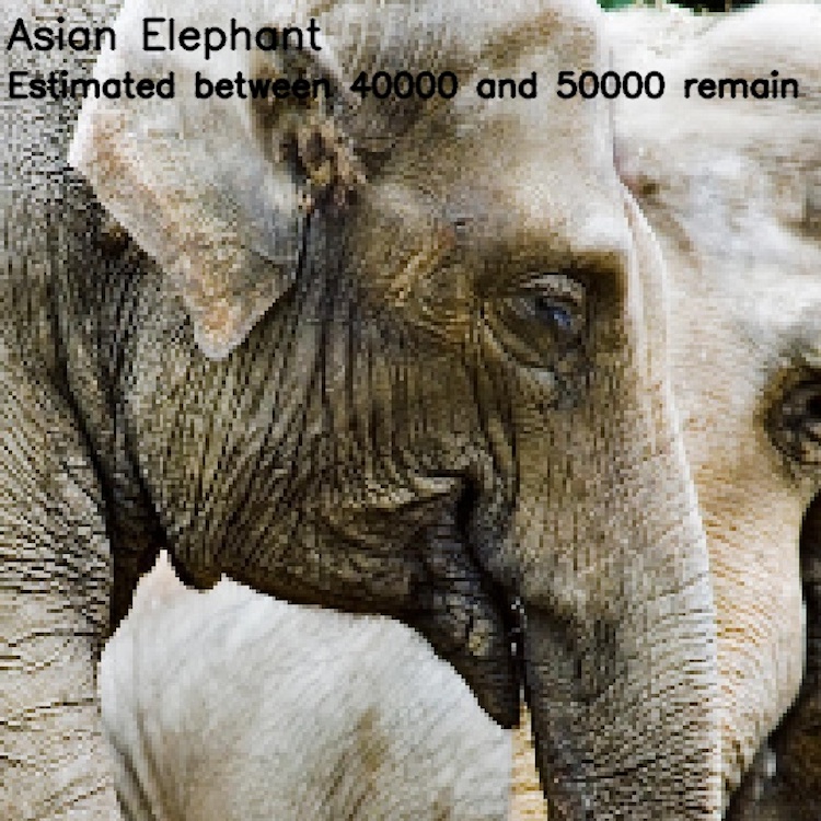 animales en peligro de extinción imágenes pixeleadas