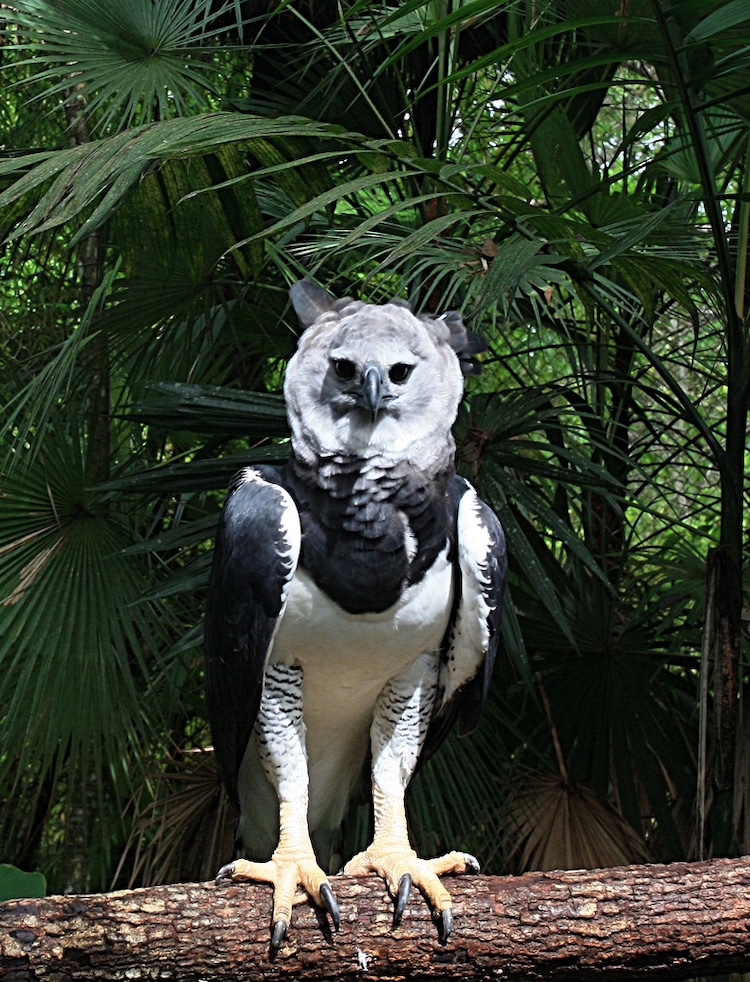Harpy-Eagle  Unusual animals, Weird animals, Rare animals