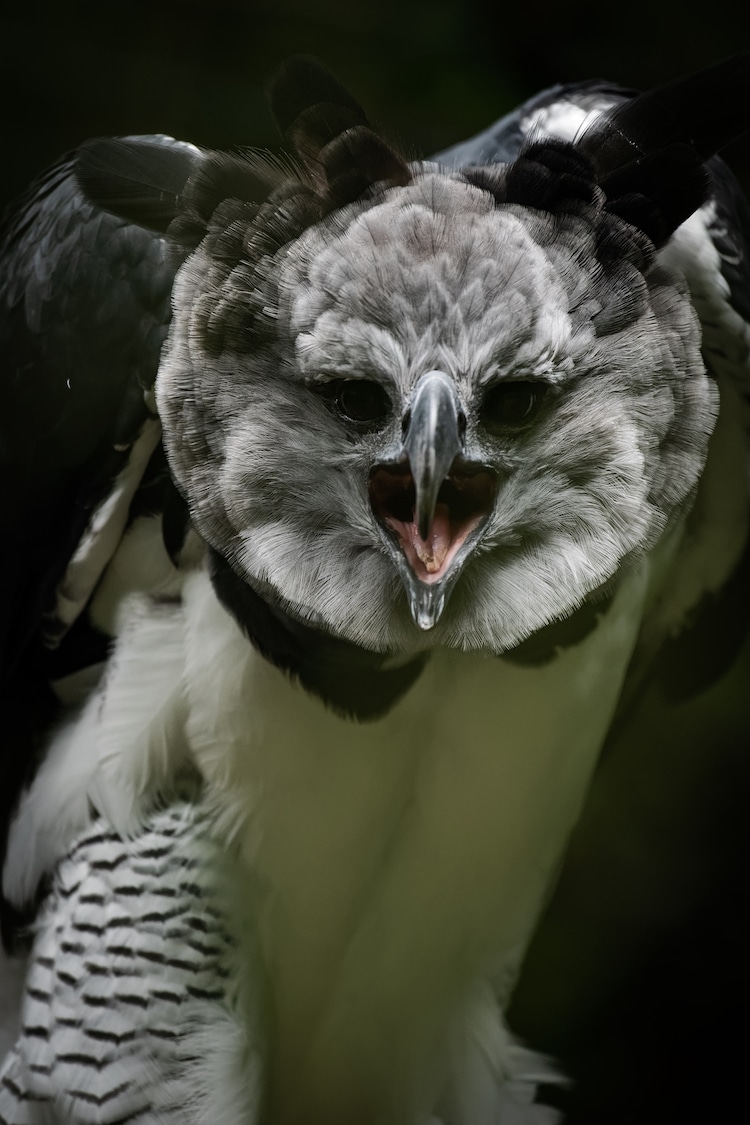 Absolute unit of a bird. The harpy eagle can grow as tall as 3ft