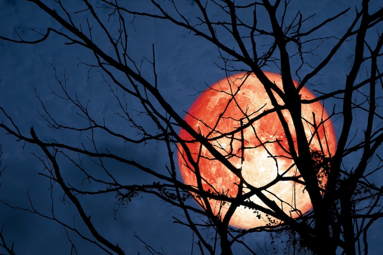 Full Moon Behind a Silhouette of Trees