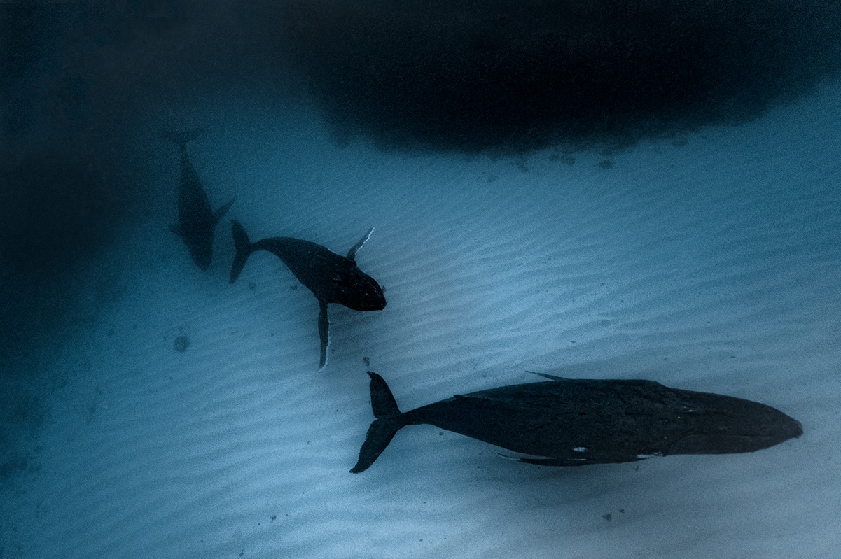 Underwater Whale Photography by Jasmine Carey