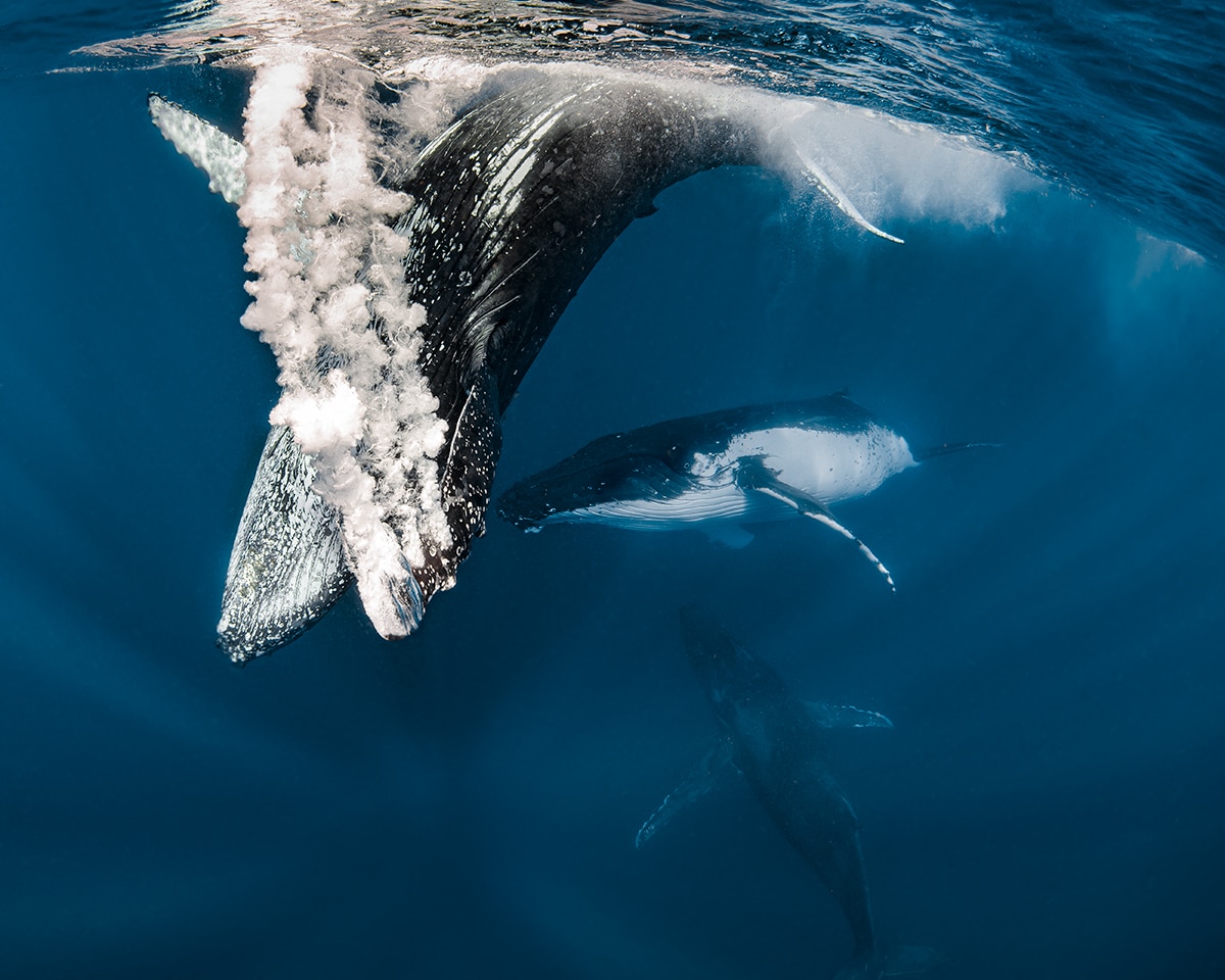 Whale Diving Underwater by Jasmine Carey