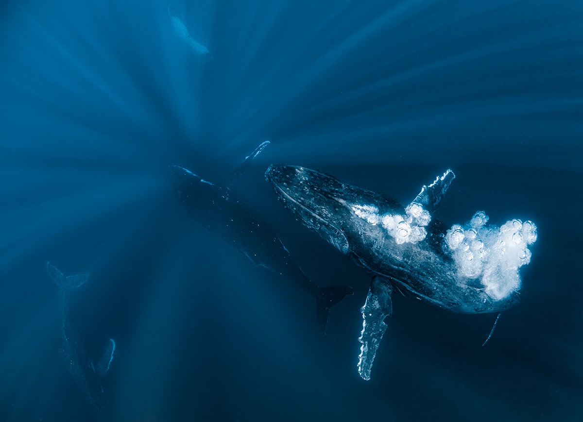 Whale Swimming Underwater by Jasmine Carey