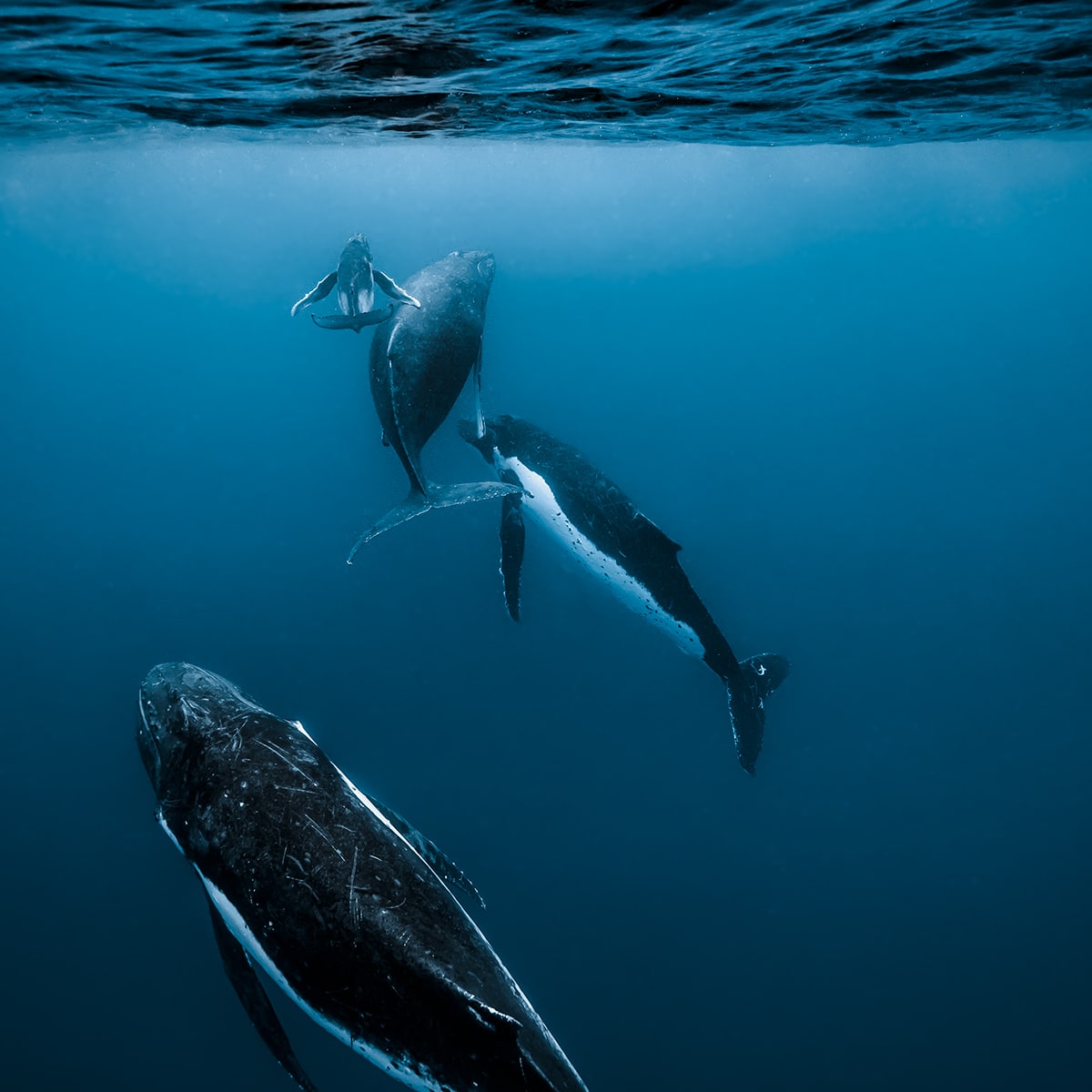 Underwater Photographer Jasmine Carey