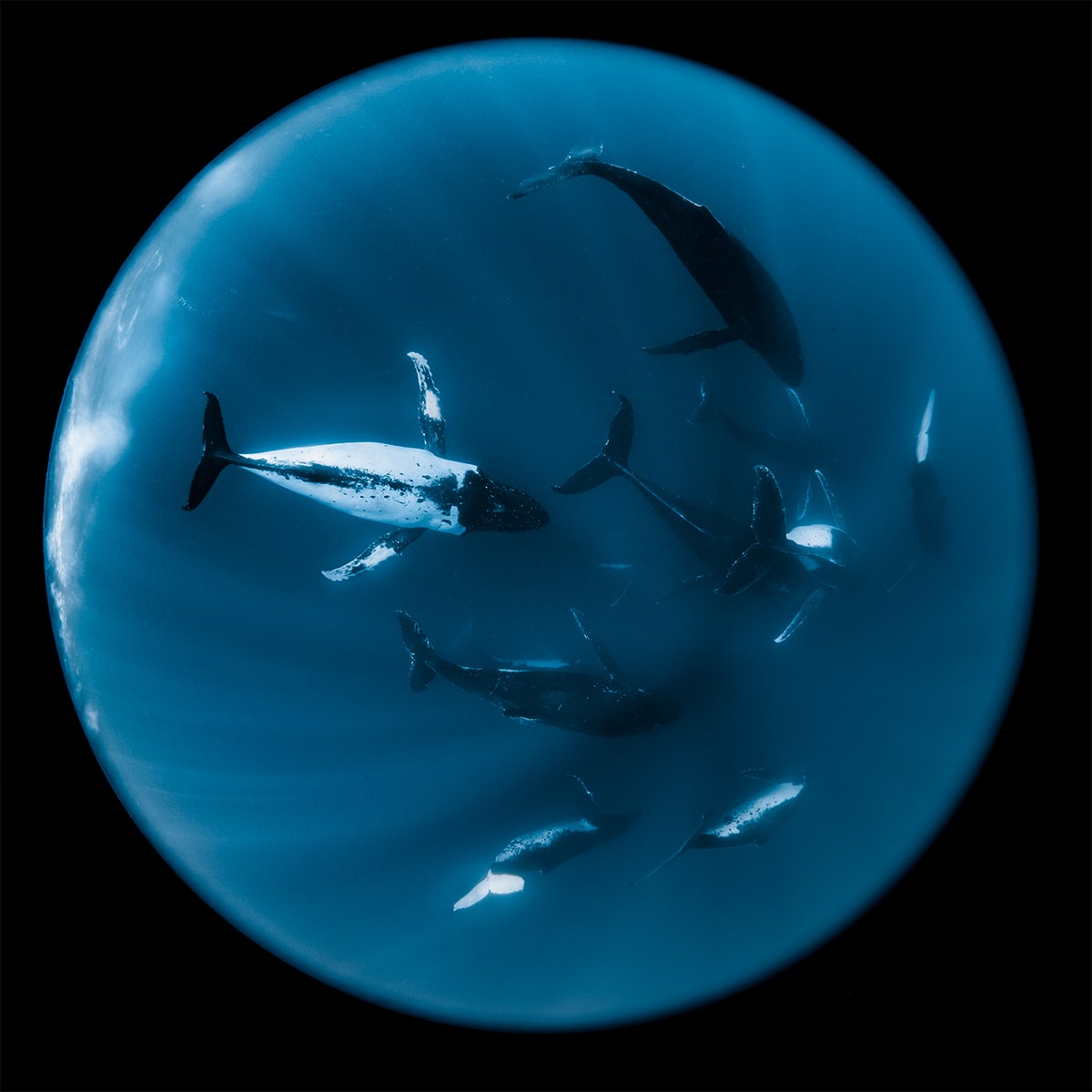 Group of Whales Underwater by Jasmine Carey