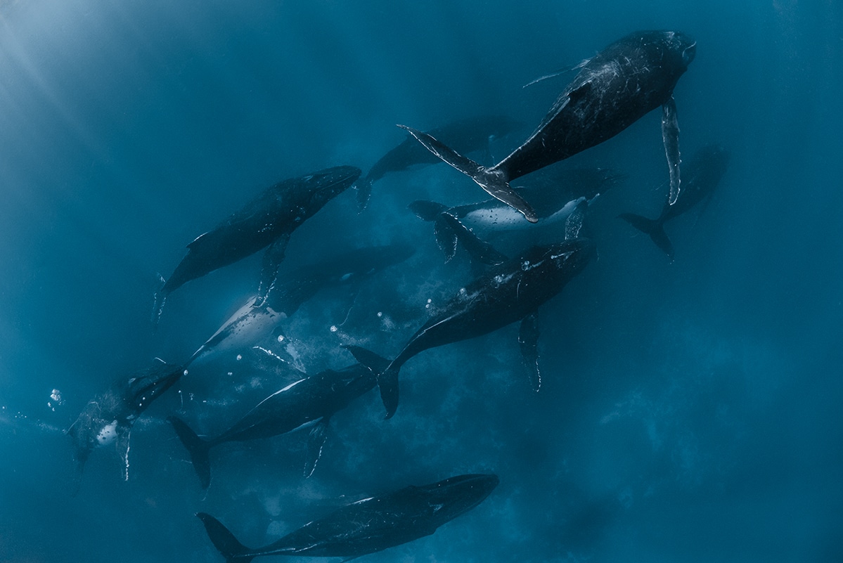 Whale Swimming Underwater by Jasmine Carey