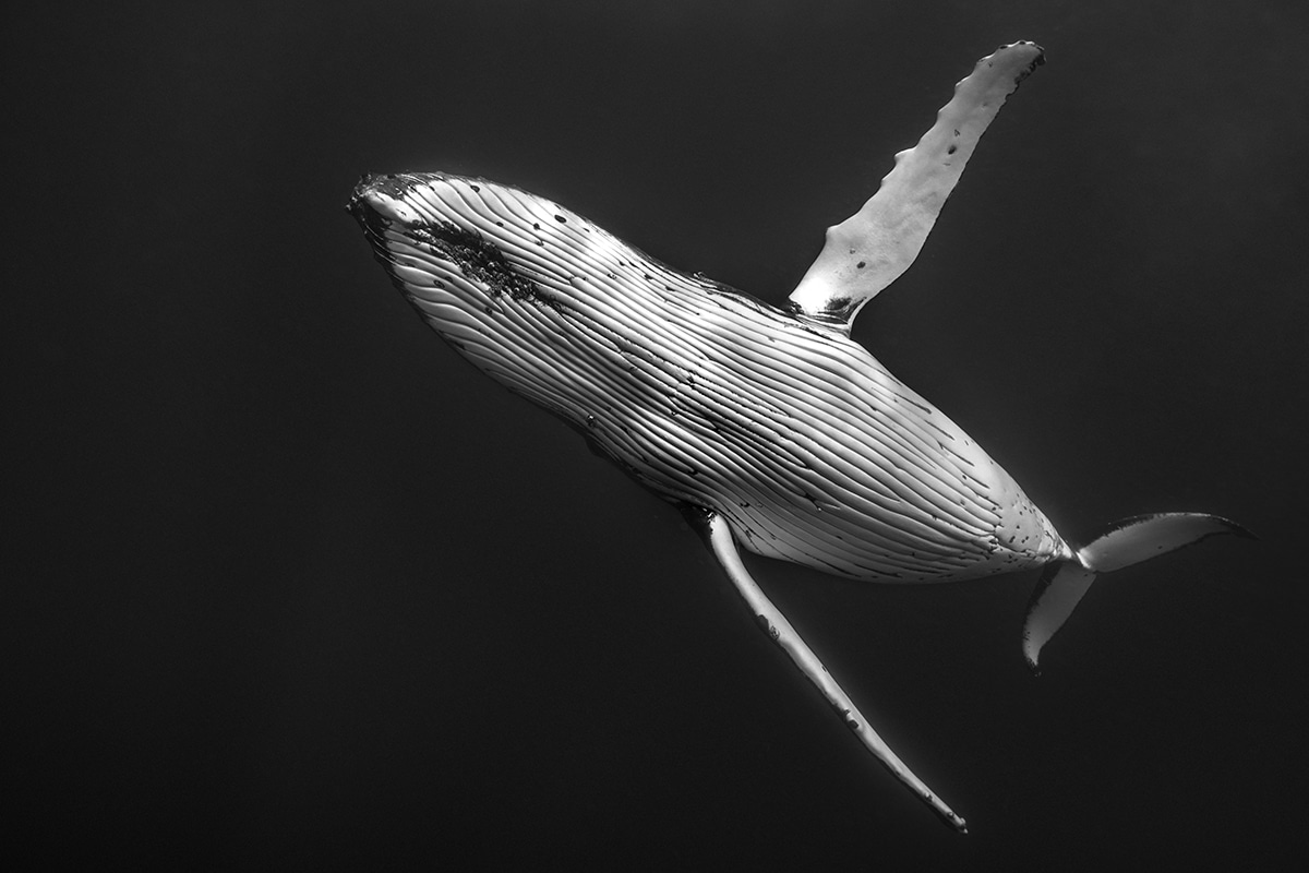 Black and White Photo of a Whale by Jasmine Carey