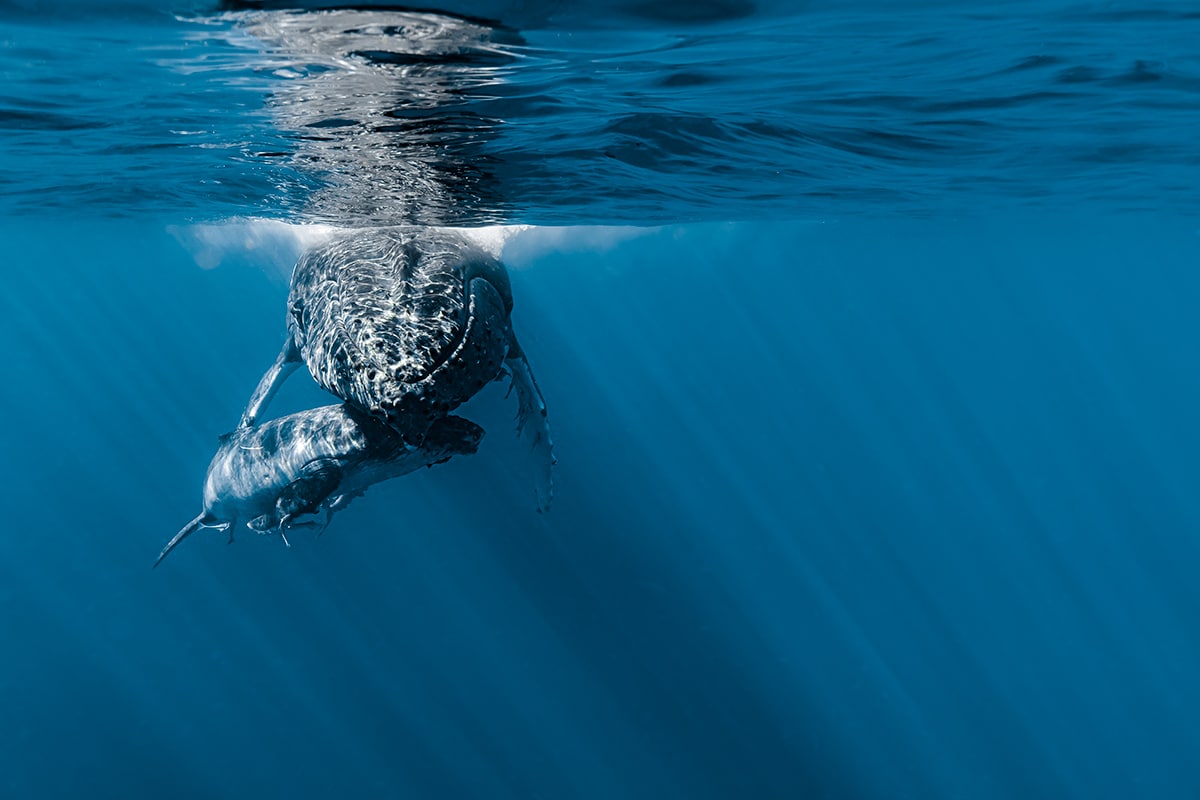 Underwater Whale Photography by Jasmine Carey