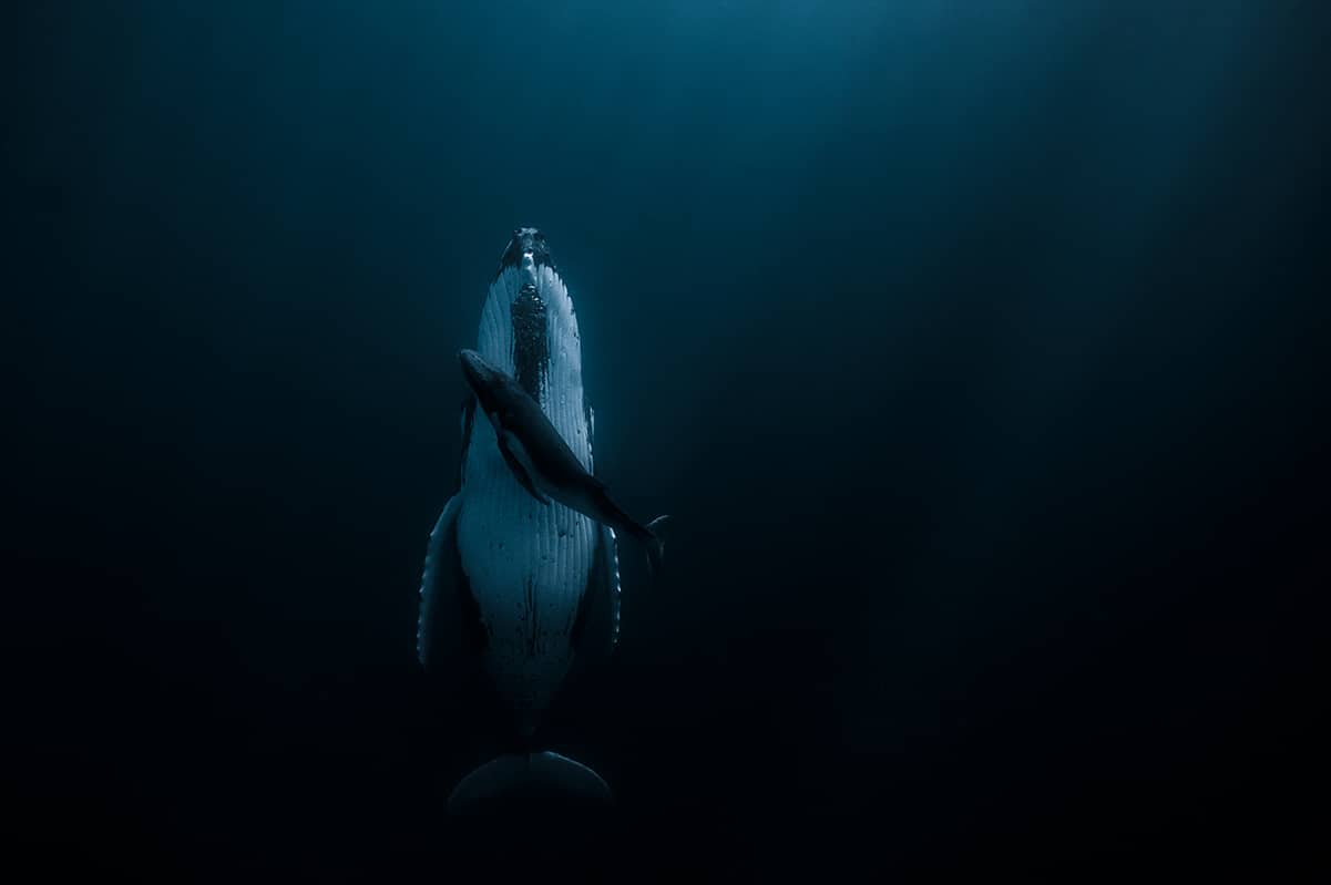 Whale and Calf Underwater by Jasmine Carey