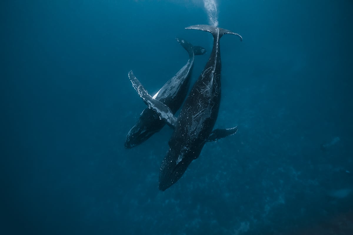 Family of Whales Underwater by Jasmine Carey