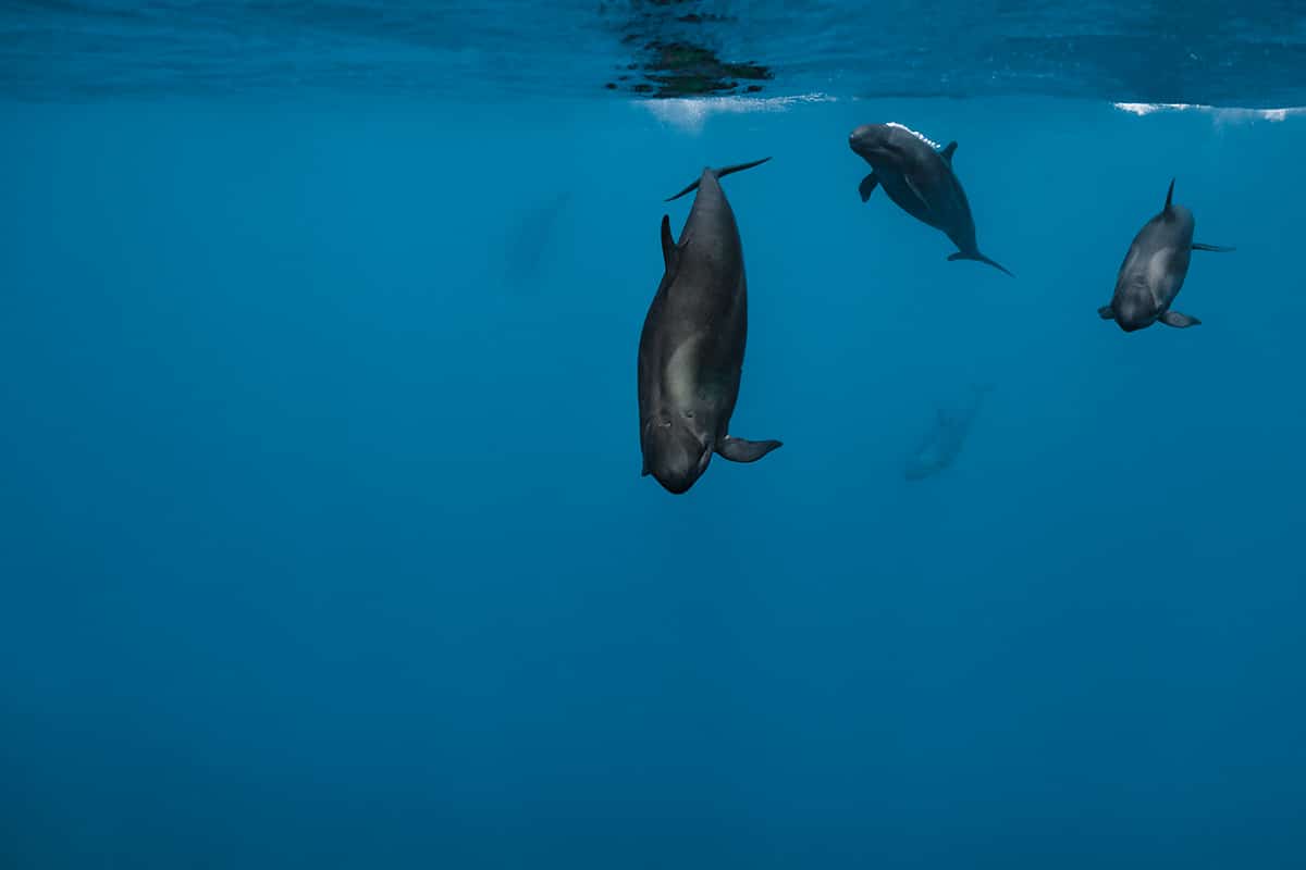 Underwater Whale Photography by Jasmine Carey