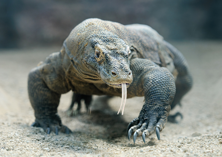 Los Dragones De Komodo Tienen Una Armadura Oculta Bajo Sus Escamas