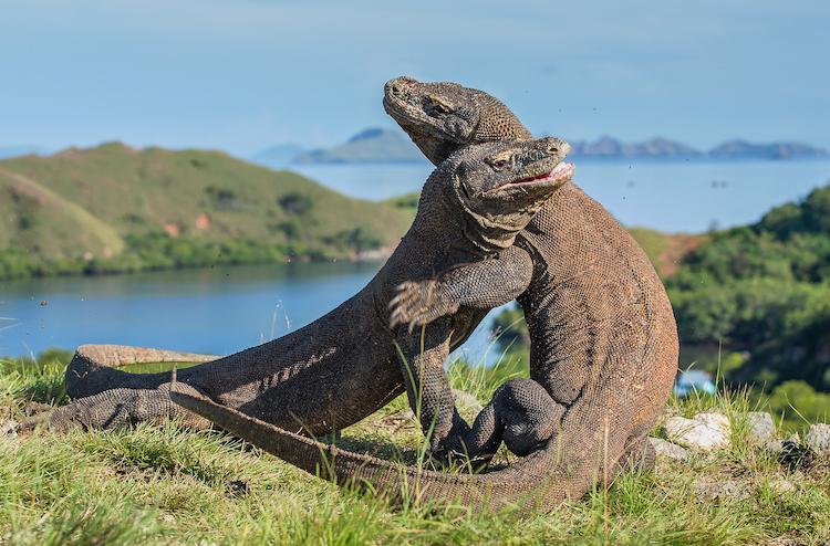 Komodo Dragons fighting on Rinca Island in Indonesia