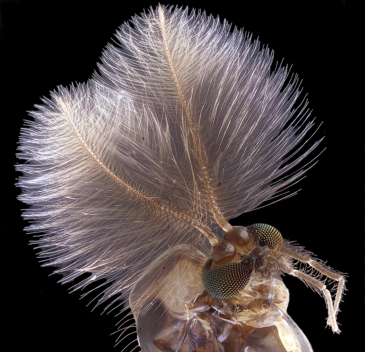 Microscopic Photo of a Male mosquito