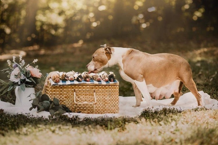 Pit Bull Maternity Shoot by Enchanted Hills Photography
