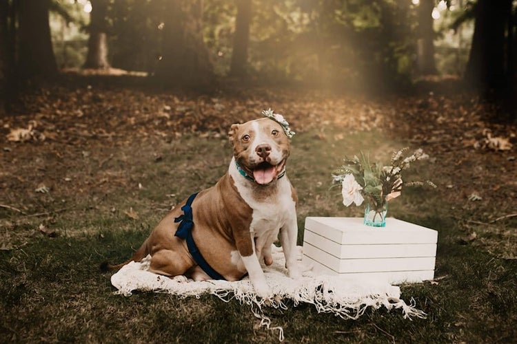 Pit Bull Maternity Shoot by Enchanted Hills Photography