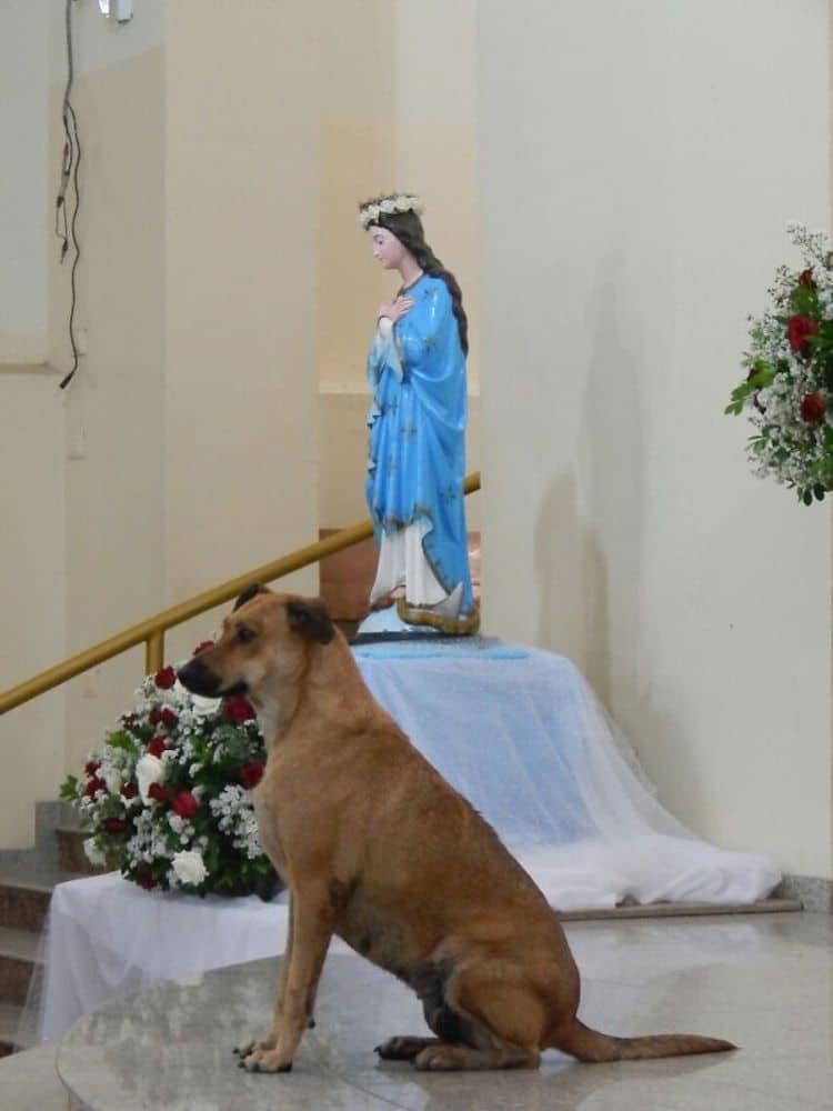 Priest Brings Stray Dogs to Church