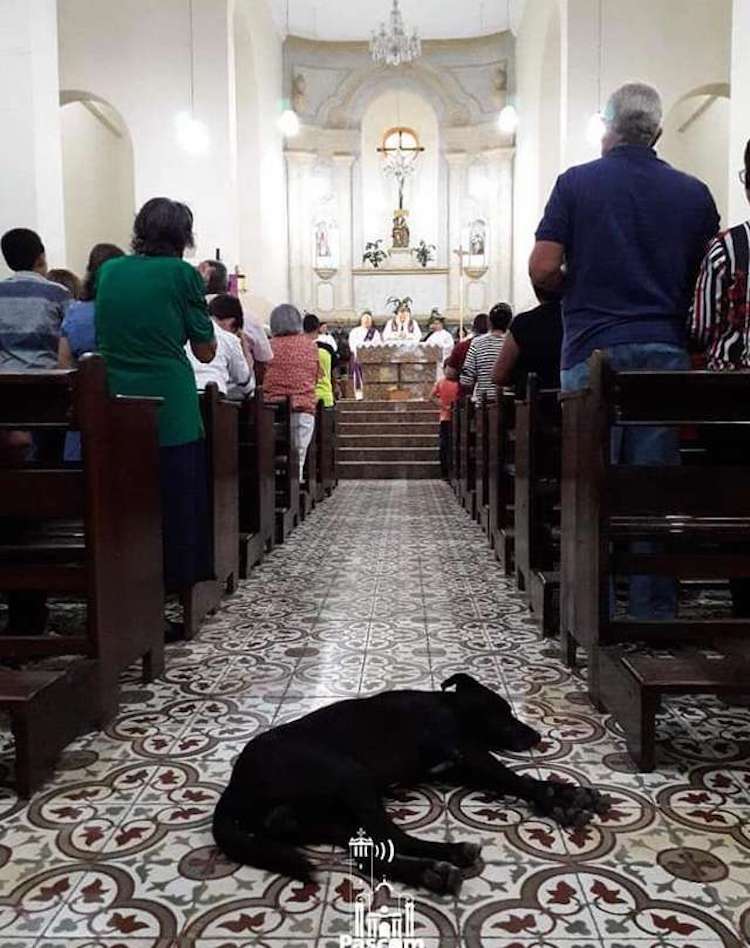 Priest Brings Stray Dogs to Church