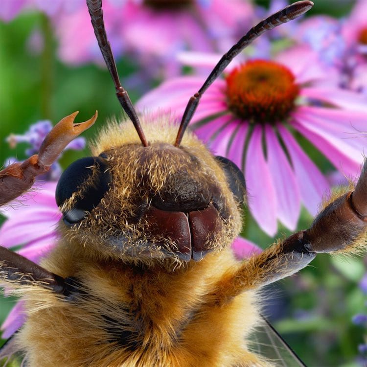 Influencer para salvar a las abejas