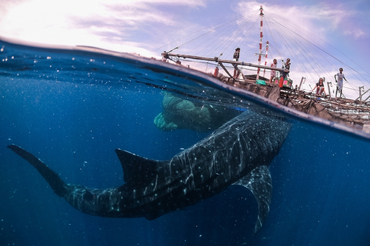 Whale Underneath Boat