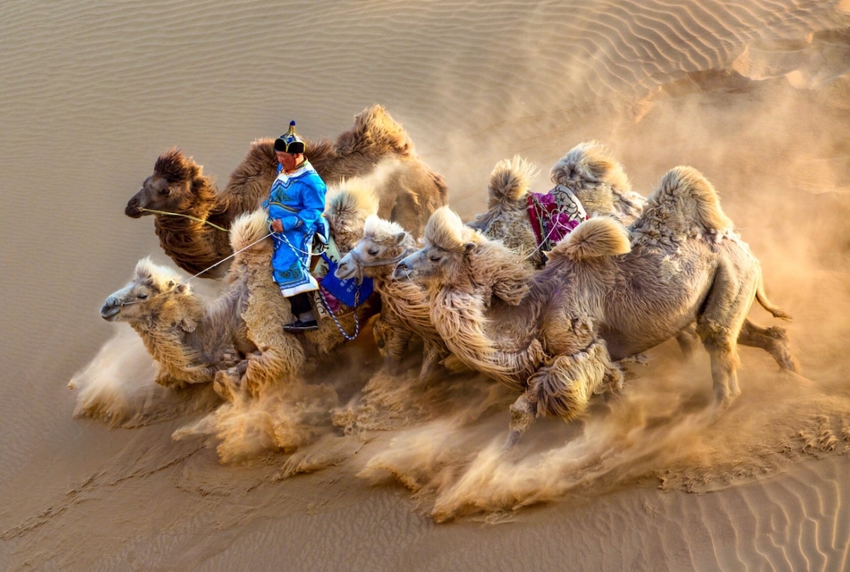 Camels Kneeling in the Sand