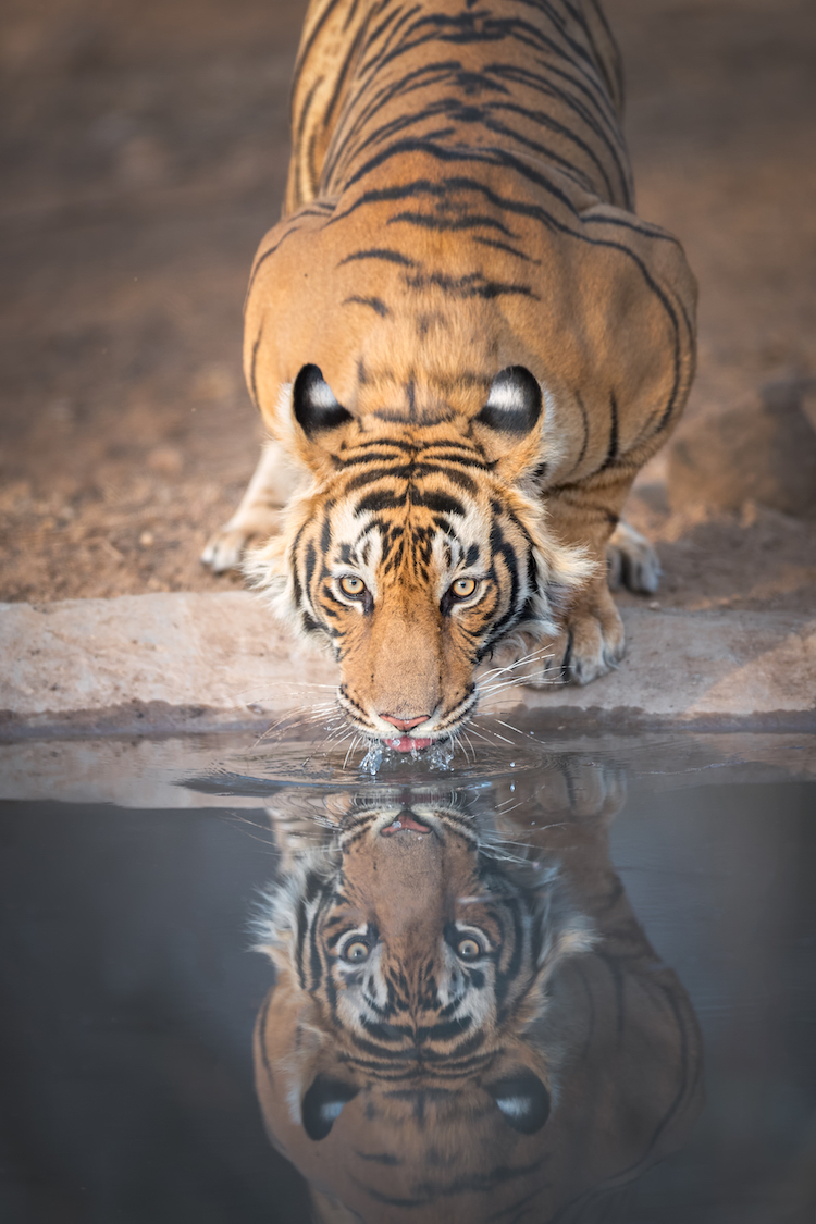 Tigre de bengala bebiendo agua y mostando sus puntos de ojos