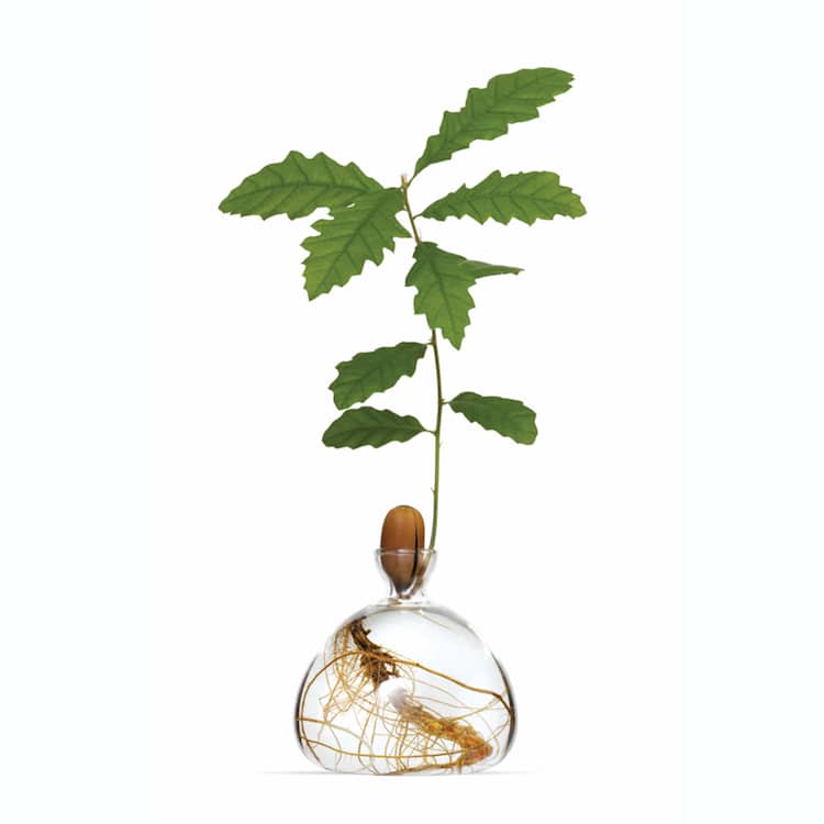 Acorn and Avocado Tree Glass Vase by Ilex Studio